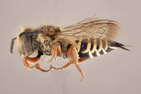 [Coelioxys pergandei (lateral/side view) thumbnail]